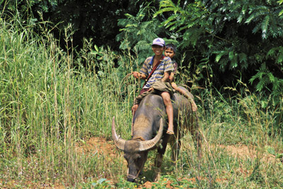 Boys on Buffaloes near Inle Lake, Myanmar